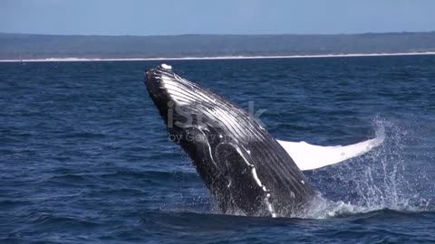 Humpback