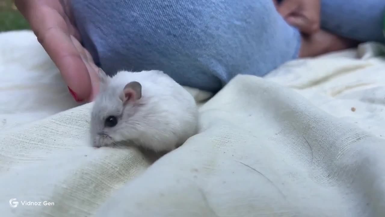Curious Bunny Hops