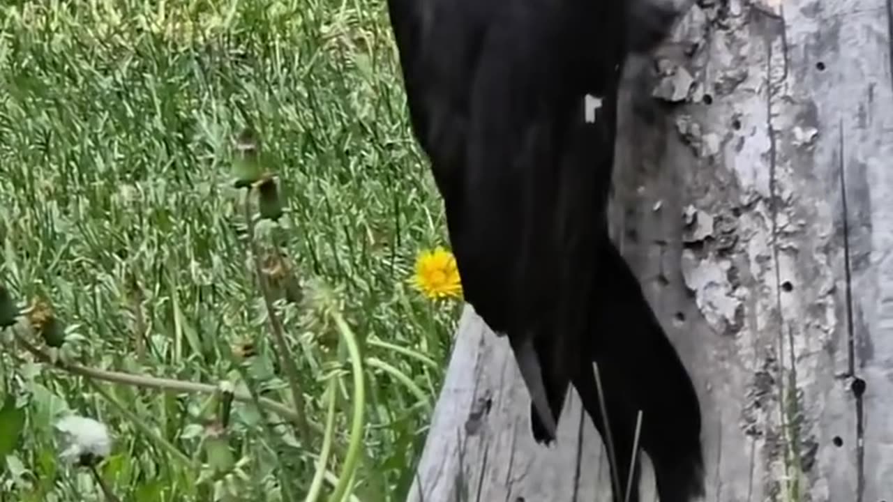 his woodpecker is a beast! insane pecking power