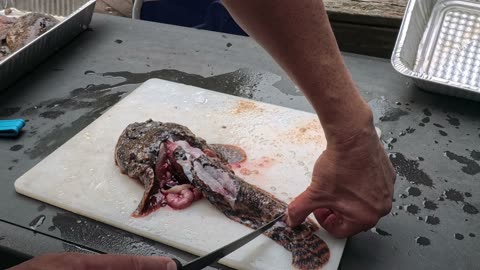 Filleting and Eating a Toadfish aka Mother-in-Law fish for the first time
