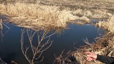 Beaver Trapping With Grandson