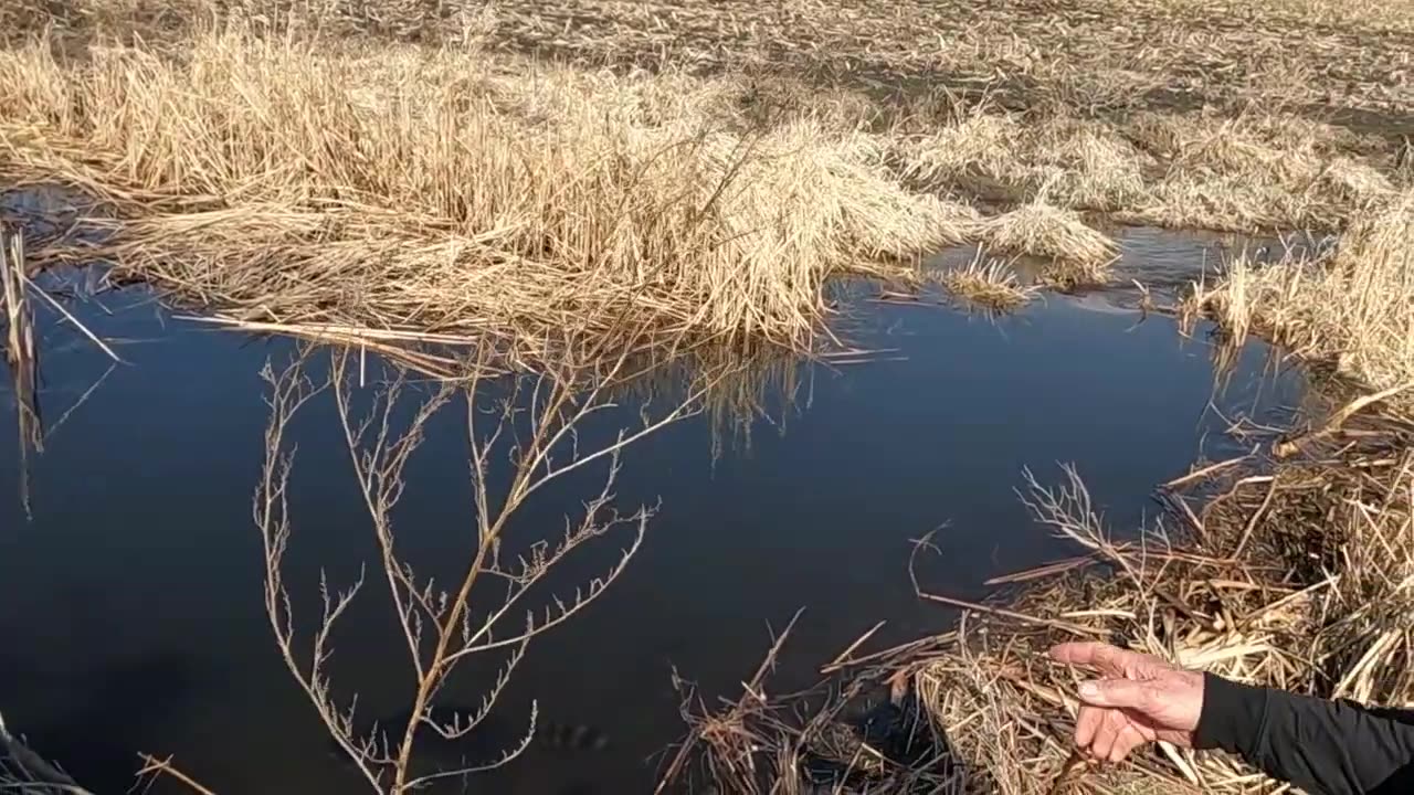Beaver Trapping With Grandson