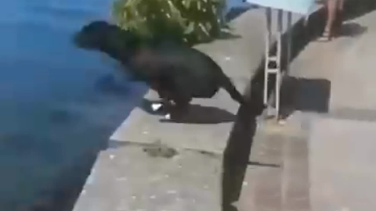 Funny animals