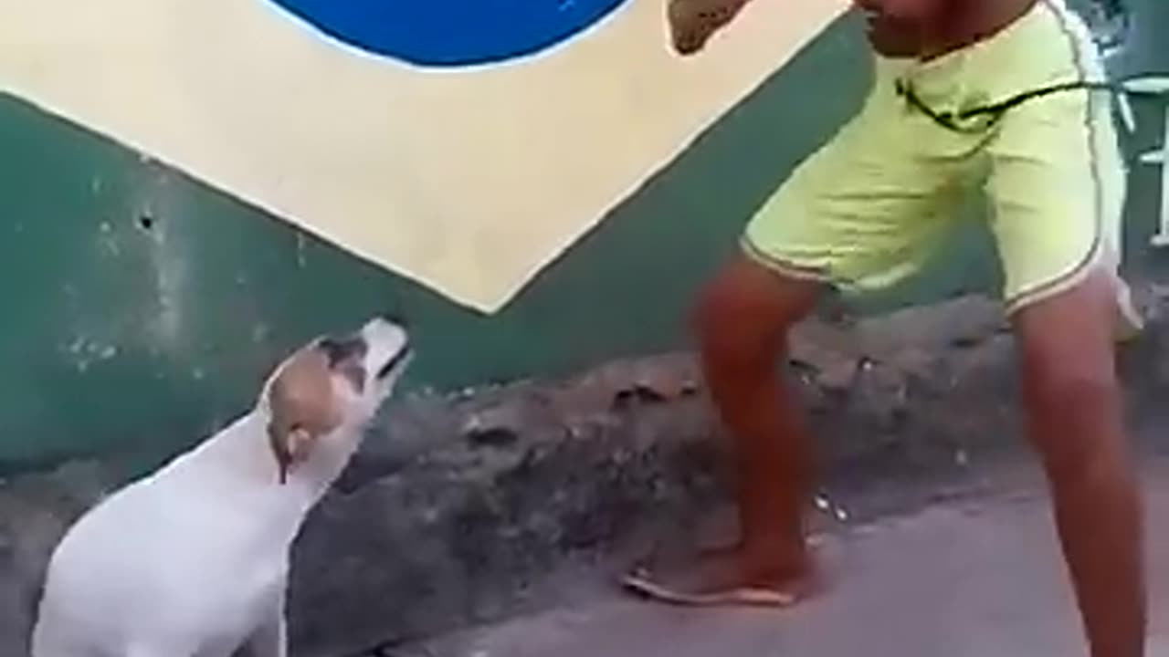 Dog