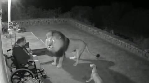 Caught on Camera - Lion Appears Out of Nowhere 😨#youtubeshorts #ytshorts