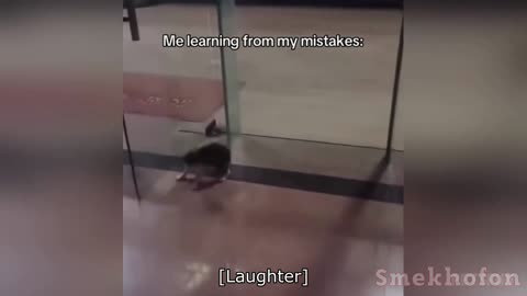 You Laugh, You Lose 😹 | Funniest Cats & Dogs Compilation