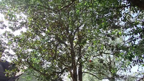 My Christmas Trees - 12-10-2025