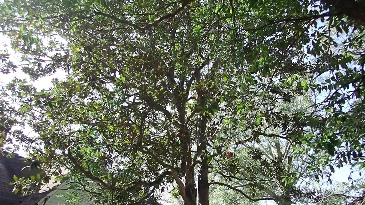 My Christmas Trees - 12-10-2025