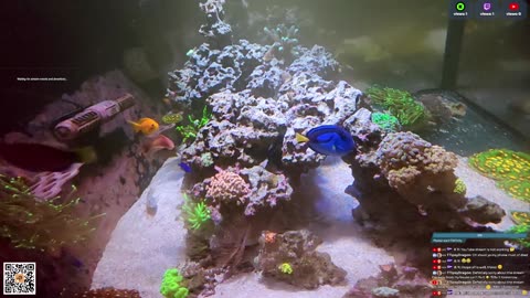 24/7 Real Live Reef Stream