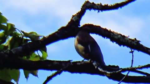 Cedar Waxwing