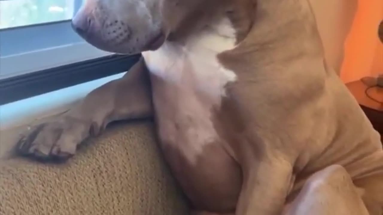 These Dogs Have More Human Characteristics Than We Think 🤣
