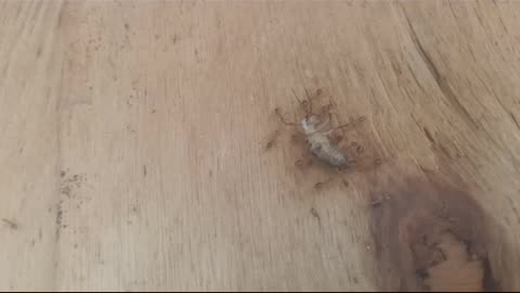 a group of ants brings a large meal to their queen