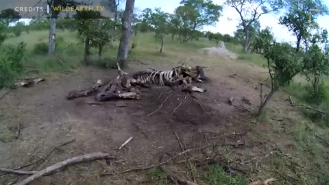 Here What happened After an Elephant Die || Discovery