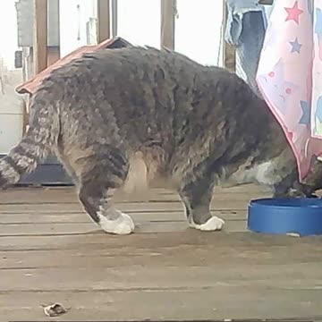 EA S159 - Troubled Cinnamon