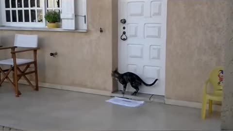Funny cat 😝