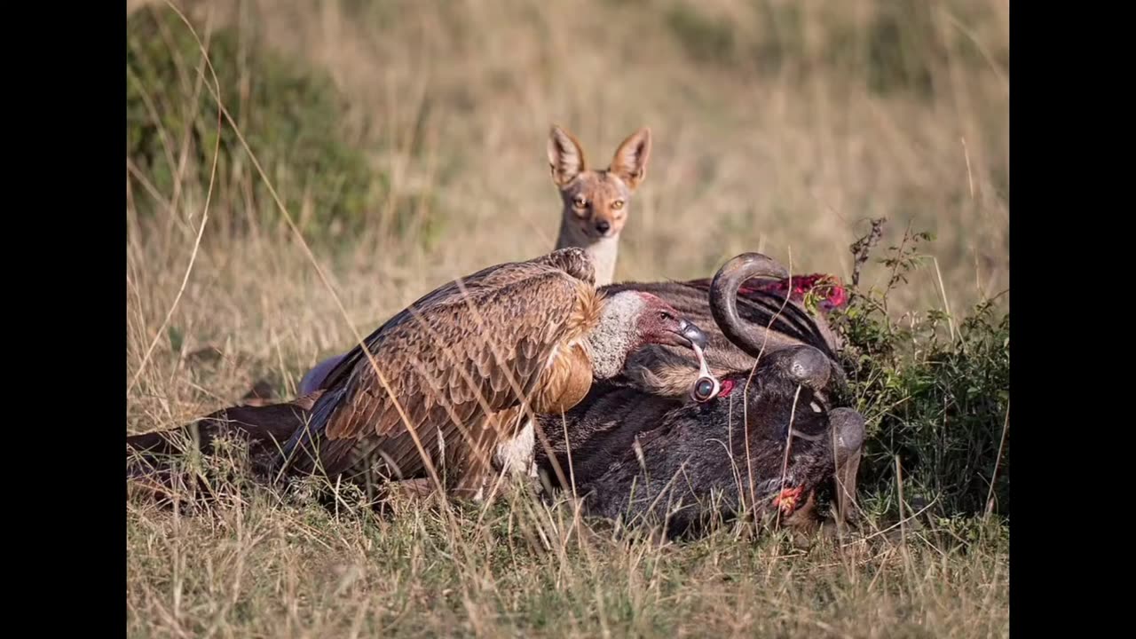 animals