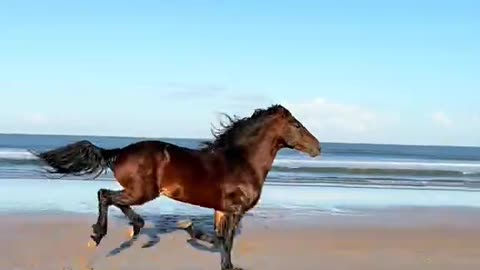 Ride the best horses in town, and meet the best team of riders.