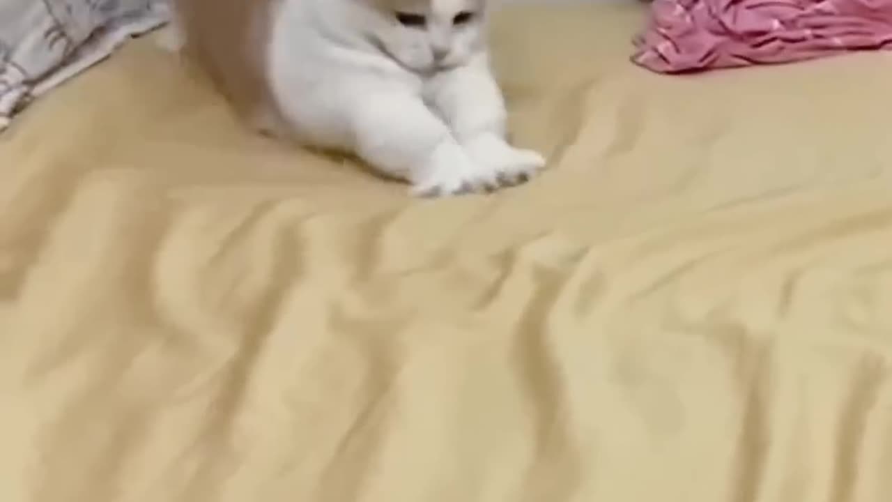 100% cute cat video | cute kittens 😸