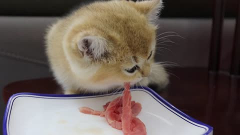 Kittens are big eaters. The cat ate a lot of beef