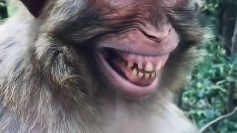 Monkey funny moments