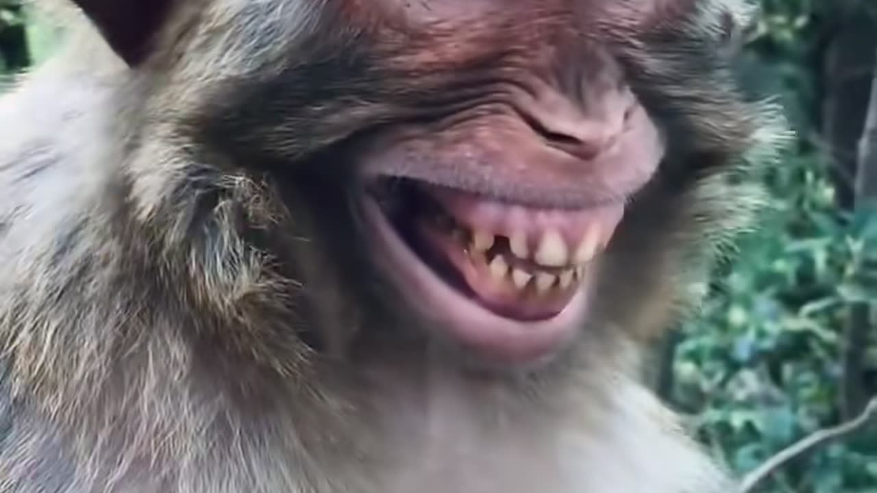 Monkey funny moments