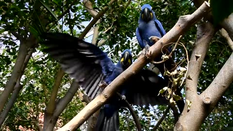 "Hyacinth Macaw – The Majestic Blue Parrot in Action!"