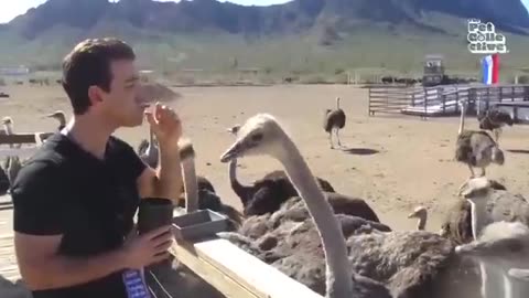 Funny Animals vedios