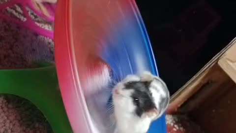 panda hamster cute