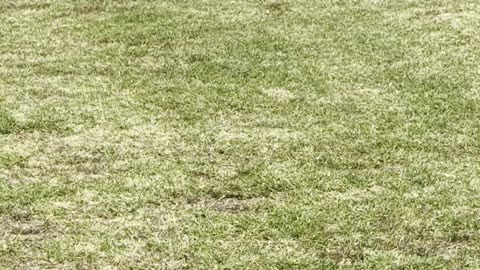Mini Tornado in Auckland Soccer Field