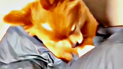 😂😆 "This Dog Just Invented Comedy!" 😂😆