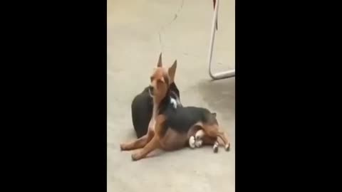 Funny animals
