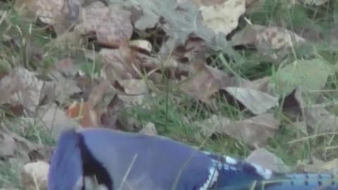 U ROOYING 4 DA BLUEJAYS ?