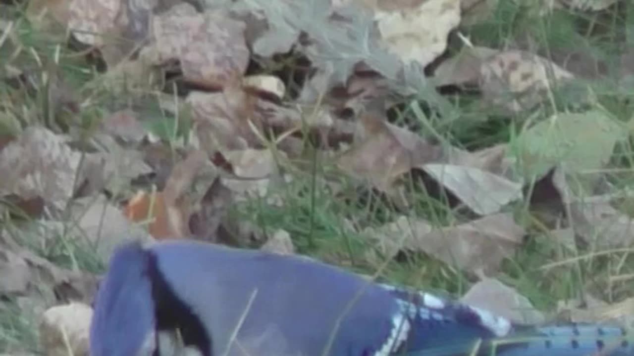 U ROOYING 4 DA BLUEJAYS ?