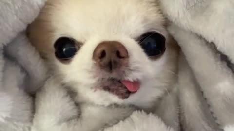 Chihuahua - If Dogs Had Inner Monologues #dog #funny #shorts #funnyvideos