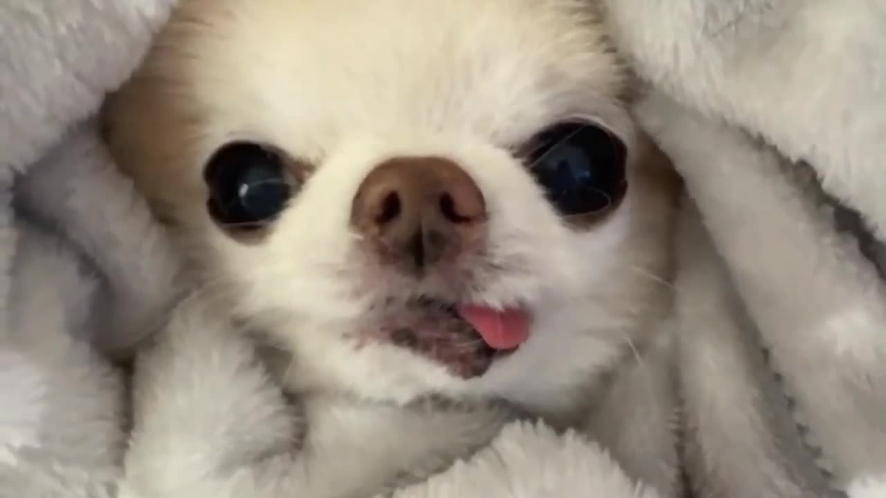 Chihuahua - If Dogs Had Inner Monologues #dog #funny #shorts #funnyvideos