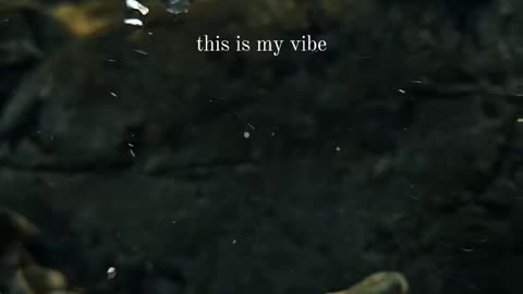 This is my vibe !