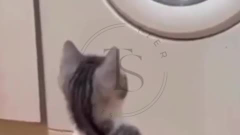 Funny animals
