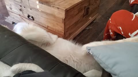 Pyrenees Dog Accidentally Rolls Off Sofa