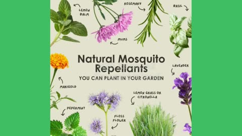 Top 10 Plants that Repels Mosquito and Bugs...