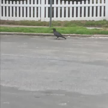 Huge crow
