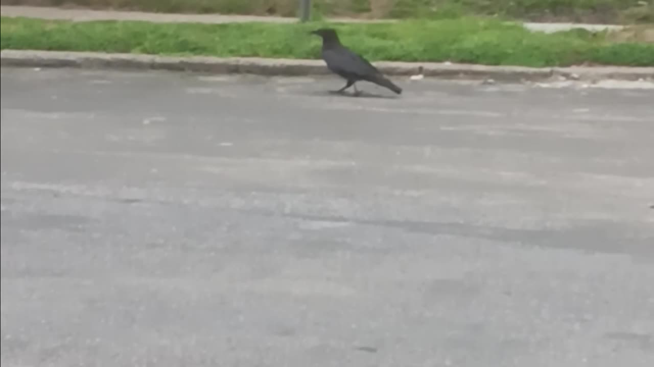 Huge crow