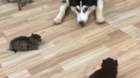 a dog and three tiny kittens cutest thing ever!💞