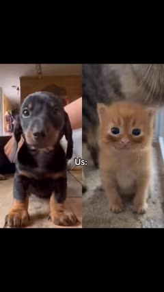funny animals cats and dogs caught in TikTok