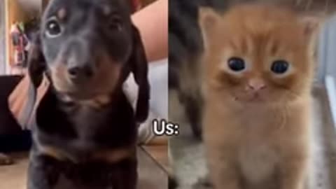 funny animals cats and dogs caught in TikTok