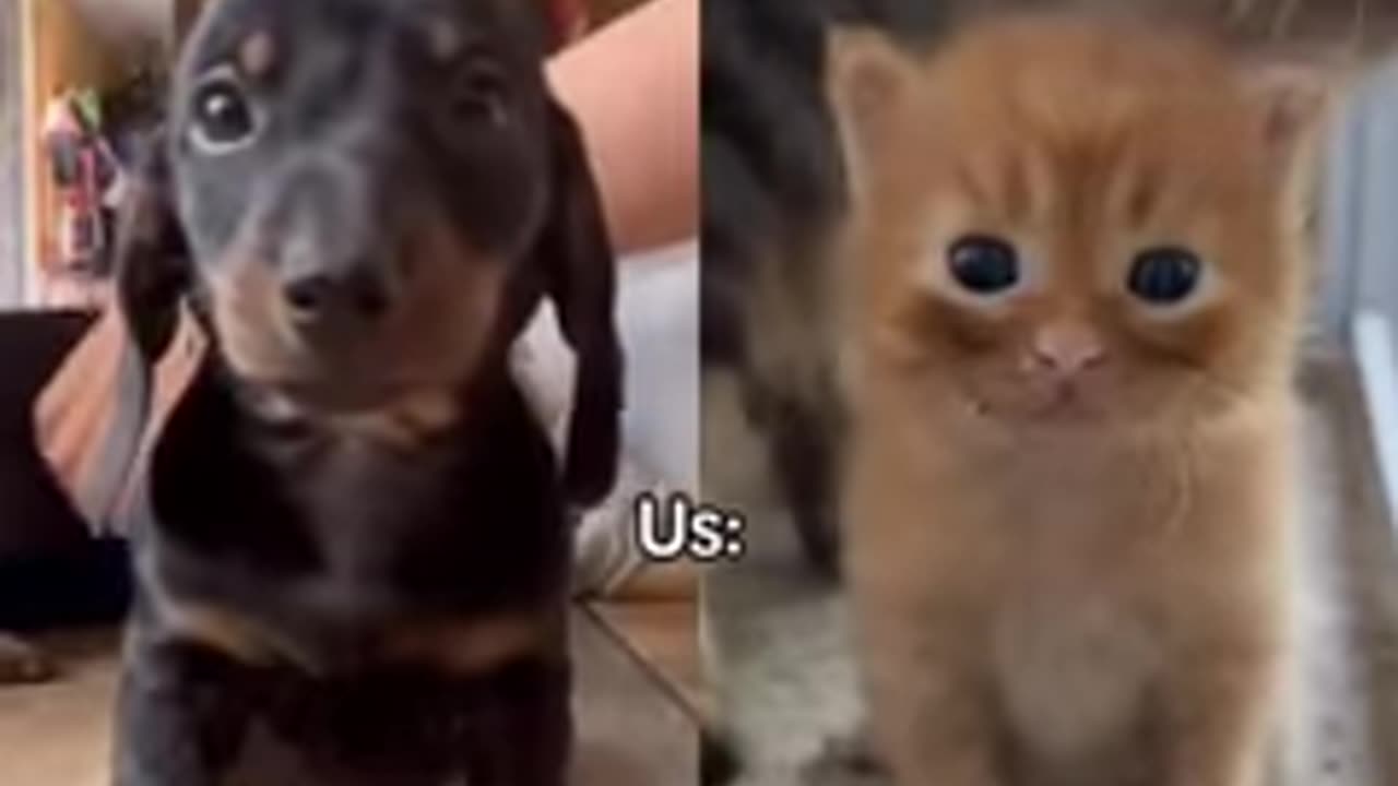 funny animals cats and dogs caught in TikTok