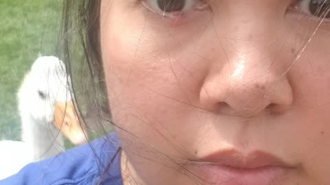 A quick check in with Lemongrab. #SparklegleamFarm #Lemongrab #farm #goose #farmanimals #soft #cute