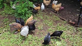 New & Old flocks get to know each other through a divider I made - A great little flock already!
