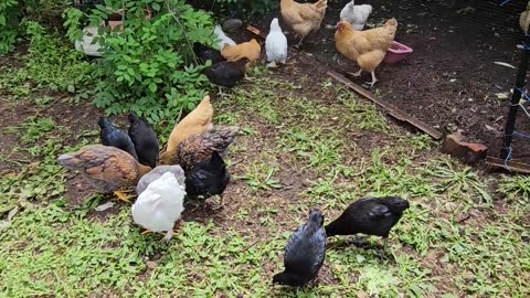 New & Old flocks get to know each other through a divider I made - A great little flock already!
