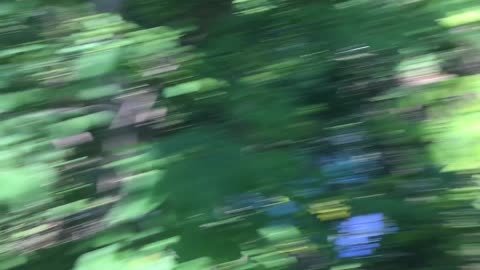 Online School & The Woods