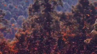 Monarch butterfly migration.